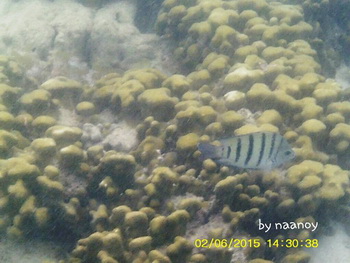 Koh Kham Underwater Park Diving Sattahip Chonburi กิจกรรม ดำน้ำ เกาะขาม, อุทยานใต้ทะเล, สัตหีบ, จ. ชลบุรี